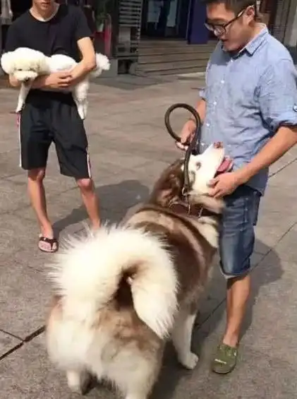 狗狗爱撒娇求抱很可爱,就是有点费腰
