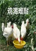 谐音搞笑成语表情包大全鸡渴难耐表情包下载乐游网游戏下载
