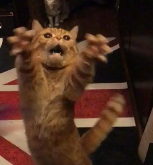 第一次玩逗猫棒的大橘,再过两天,一套表情包就收集好了
