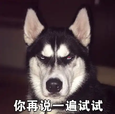 我从来没有见过,这么装逼的哈士奇表情包,有了它称霸装逼界
