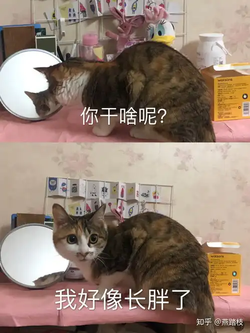 给猫咪做绝育手术它会恨主人吗

