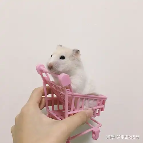 荷兰猪和仓鼠哪个更适合新手养
