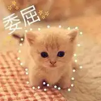 布偶猫委屈巴巴表情包微信头像图片大全
