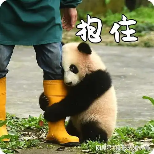 我的大熊猫表情包分你一点
