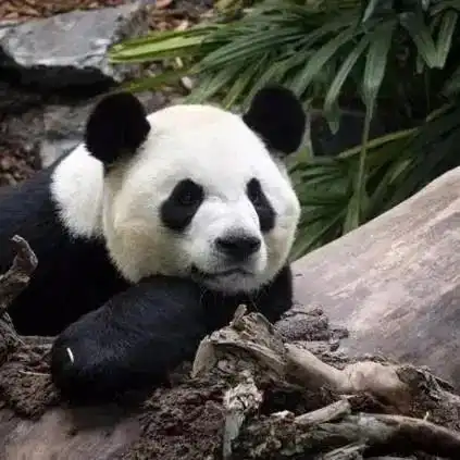海峡热搜榜中国旅加大熊猫受疫情影响将提前三年回国
