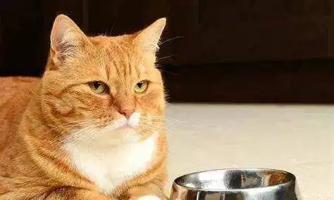 猫咪不爱吃饭怎么办需要分情况来对待
