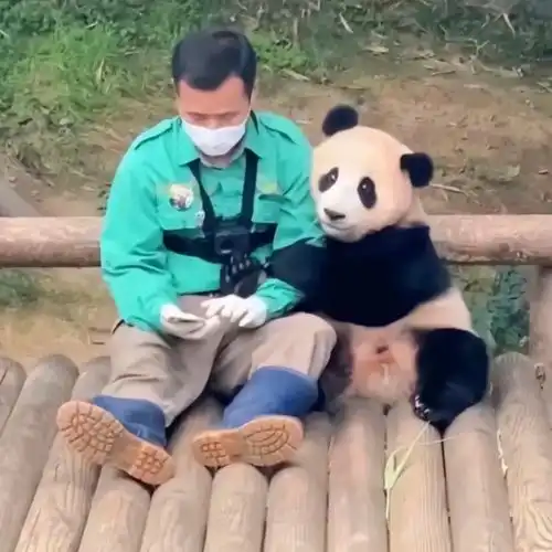 隔壁老虎的瀑布怕是保不住了
