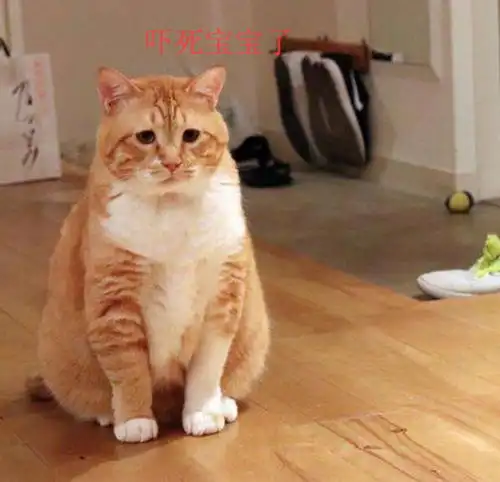 橘猫趴着睡午觉,感觉身上有异物,睁眼一看瞬间吓到表情扭曲
