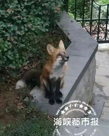 小怕怕狐狸出没福州一小区到处溜达比路人还淡定
