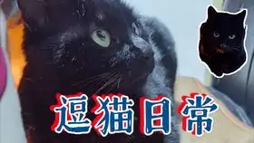 薛定谔的猫猫真的太爱纸盒子了一进盒子就撒娇
