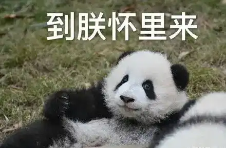 可爱熊猫表情包第一弹
