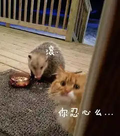 猫奴见了都气愤的一张图
