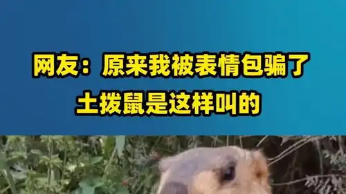 网友原来我被表情包骗了,土拨鼠是这样叫的

