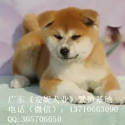 傻狗表情包什么意思秋田犬
