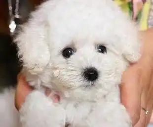 杭州哪里有狗场出售纯种的比熊犬的宠物狗比熊价格多少