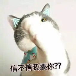 壁纸头像超可爱搞笑猫咪表情包
