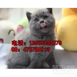 专业饲养英短蓝猫包子脸表情呆萌