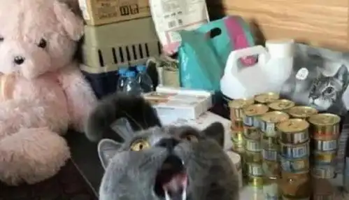 主人当着蓝猫面,假装偷吃猫罐头,蓝猫秒变表情包,主人笑翻
