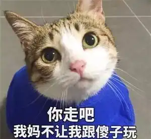 二哈犯傻卡进凳子,遭到金毛嫌弃我妈不让我跟傻子玩