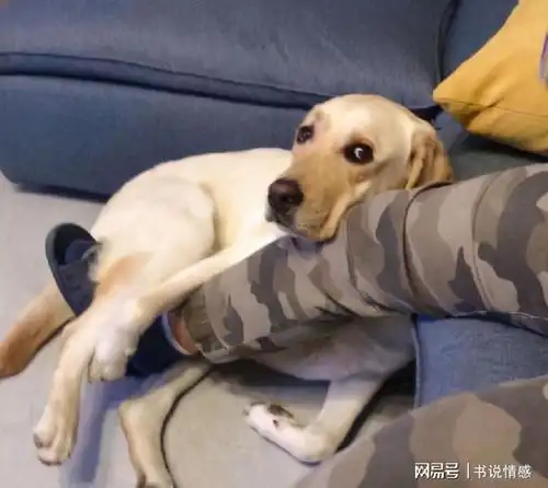 狗狗为何总是爱蹭人,其实它想告诉你这几件事
