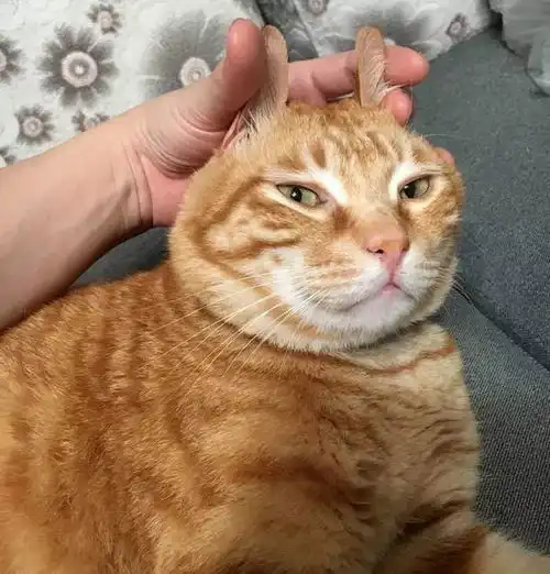 岁月是把杀猪刀,杀了我的小奶猫橘猫
