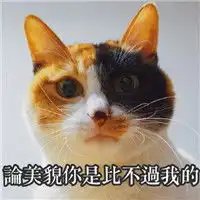 著名网黄猫日表情包带字超萌超可爱的猫咪表情

