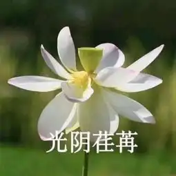 分享给你们一组荷花表情包
