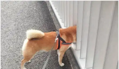 卓越表演堪比刘德华网友不愧是戏精柴犬
