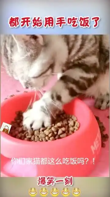 猫生活需要仪式感,幸福才会更美满
