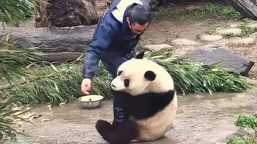 大熊猫杨奶爸,快点给我一个爱的抱抱,你不要跑啊

