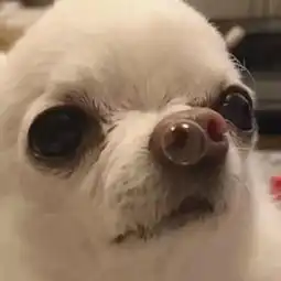 每日表情丨你在和谁聊天不回我
