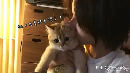 大佬们有没有诸葛大力的表情包啊
