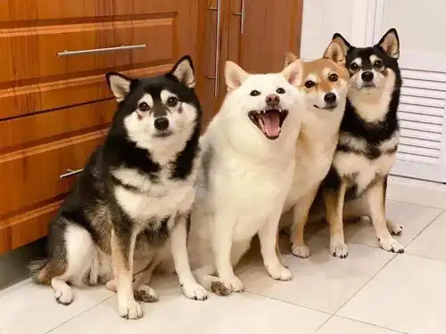 柴犬因不断的毁灭集体照而风靡一时
