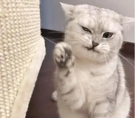 吃货狸花猫,咬了窝后秒变表情包,嫌弃的飞机耳都出来了
