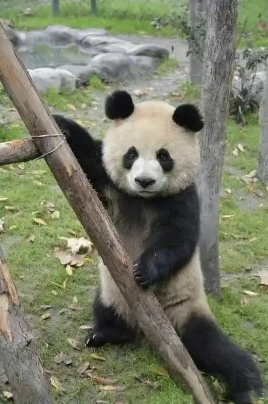 给大家安利两只熊猫,园润和润玥
