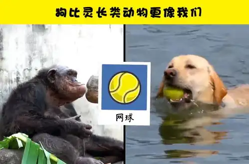 6个可证明狗狗和人类很相似的证据
