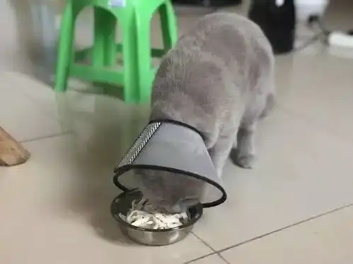 主人带蓝猫去绝育,猫躺在手术台上一脸绝望,猫让朕死了算了