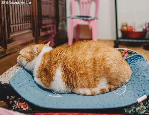 有一种猫叫奶奶养大的猫,铲屎官它是亲生的,我就是个捡来的

