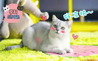 猫爪奇异的技能
