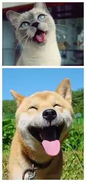 明明是做一样的表情,喵星人是萌,汪星人就堆糖,美好生活研究所
