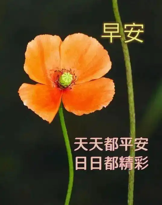 2021年最新早上好问候语及关心话,清晨问好的句子配鲜花,动态表情动画图
