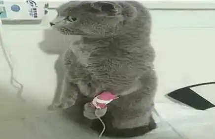 带蓝猫去医院打吊针,被针扎的蓝猫表情亮了铲屎的你给我等着
