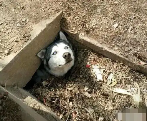 家里养了一只傻狗,你觉得是什么样的体验真相让人哭笑不得