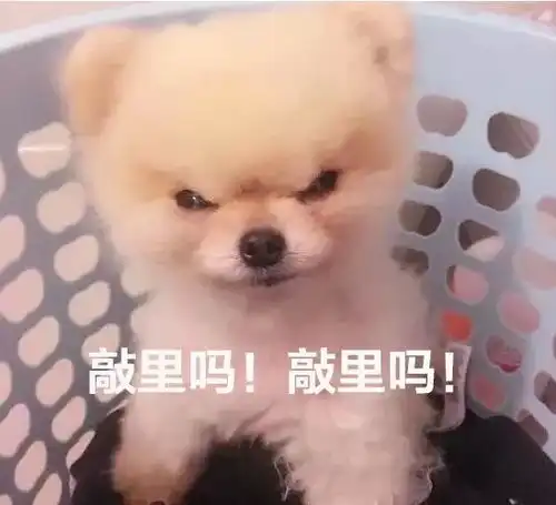 天生一张生气脸的小博美瞅啥瞅,想干架还是怎滴
