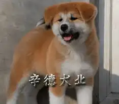 忠犬秋田犬北京朝阳区狗市
