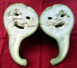 植物趣味qq表情,搞笑植物qq表情图片
