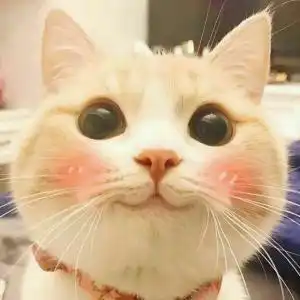 抖音三只猫咪点头的表情包app下载抖音三只猫咪点头的表情包app手机版下载v1.0
