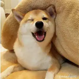 会移动的表情包这只戏精柴犬charmy堪称卖萌典范
