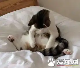 将宠物做绝育的手术是否就是不爱宠物了
