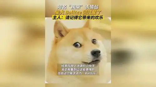 知名废柴表情包柴犬balltze去汪星了,主人请记得它为这个世界带来的欢乐表情包柴犬
